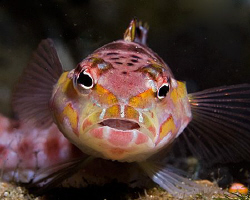 Red-Spotted Sandperch (Parapercis schauinslandi) from Ani... by Jim Chambers 